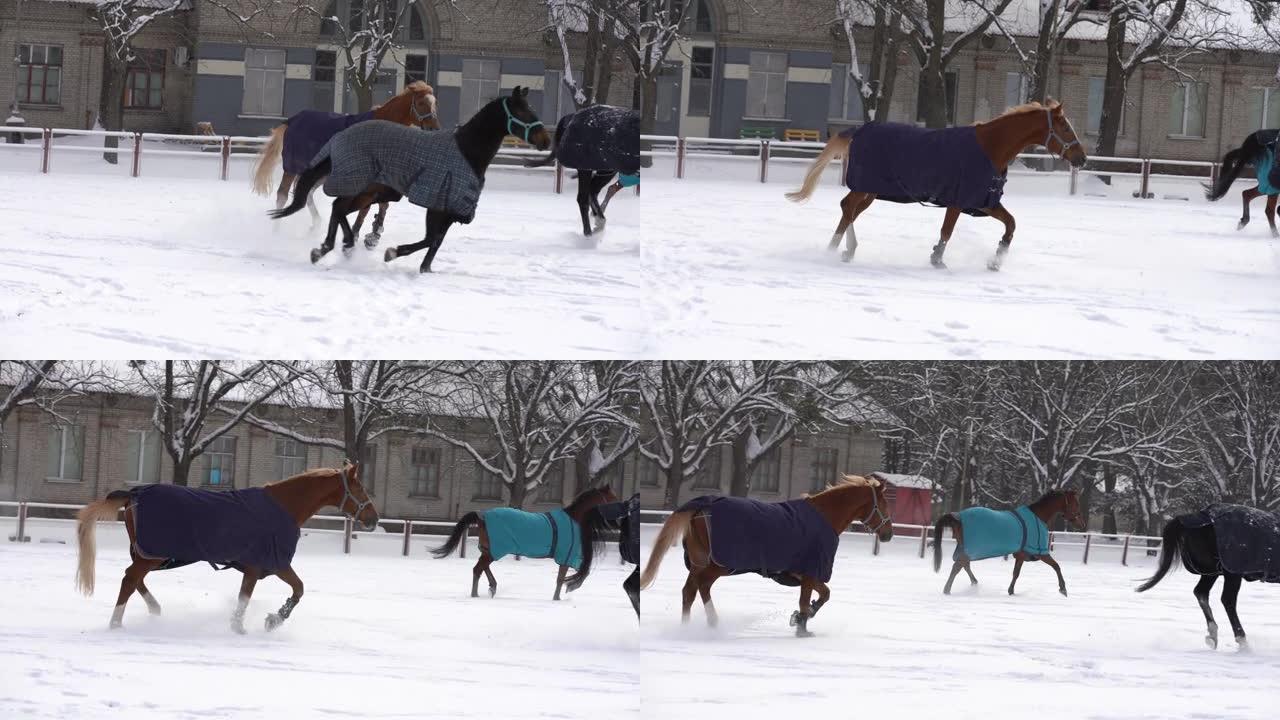 棕色的马在雪地里行走，在冬天用毯子外套保暖，木制牧场围栏和背景树木