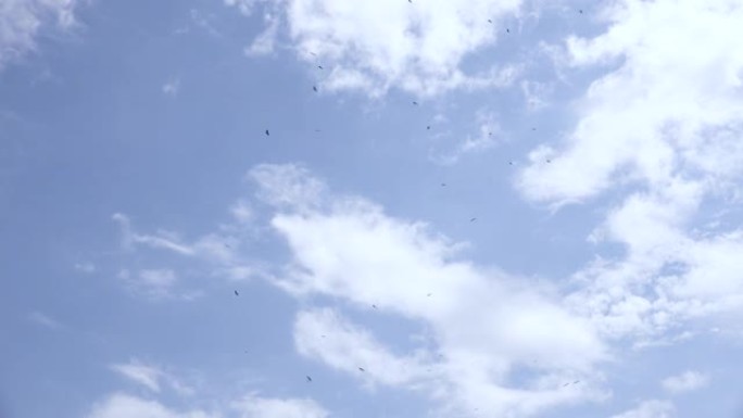 白天在晴朗的天空中飞翔的鸟群