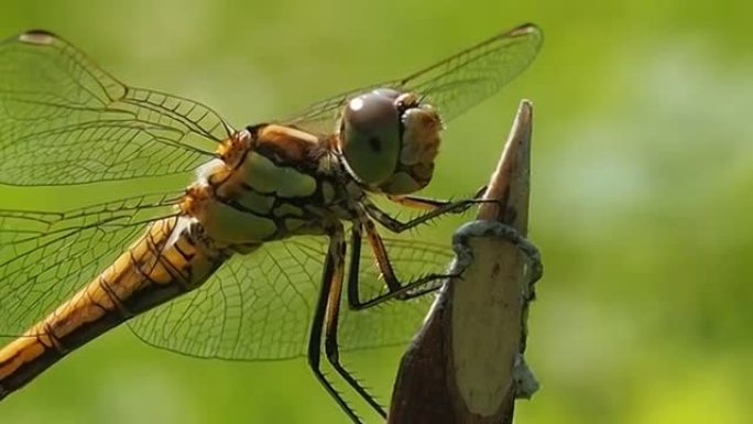 蜻蜓的样子-微距摄影。