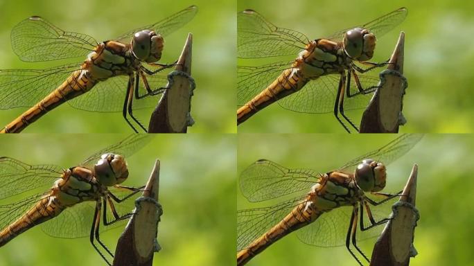蜻蜓的样子-微距摄影。