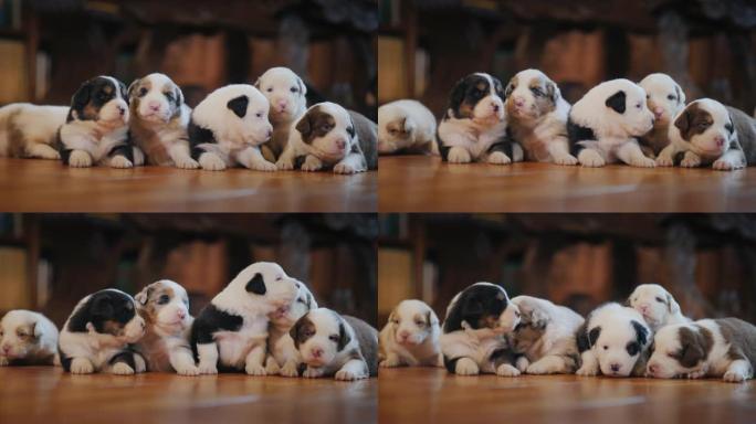 客厅木地板上的一群可爱的新生小狗