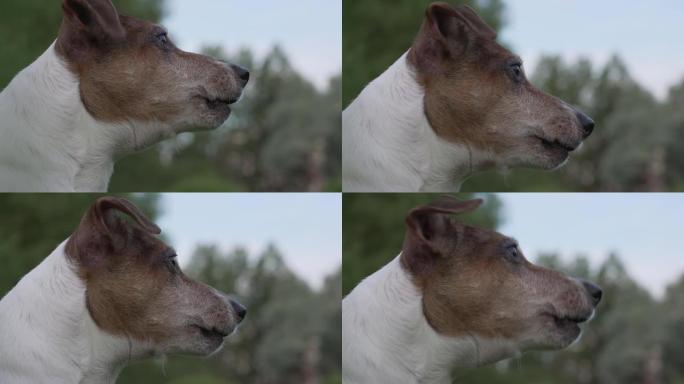 在城市公园，头部丢失的小狗杰克罗素梗的侧面近距离观察。