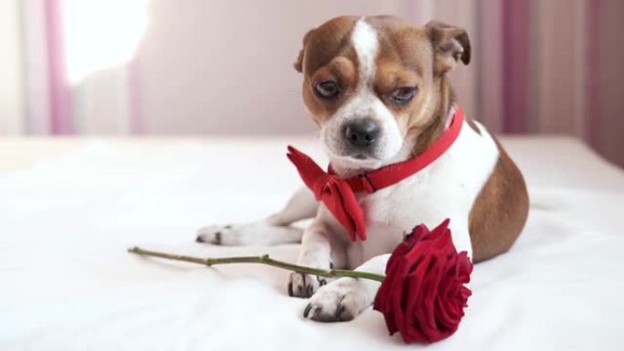 穿着领结的有趣的吉娃娃狗，红玫瑰躺在白色床上。情人。