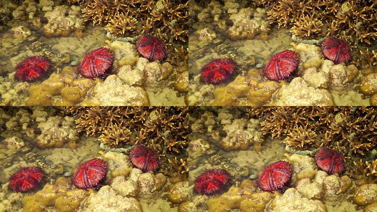 红海顽童被珊瑚礁上的海浪捕获