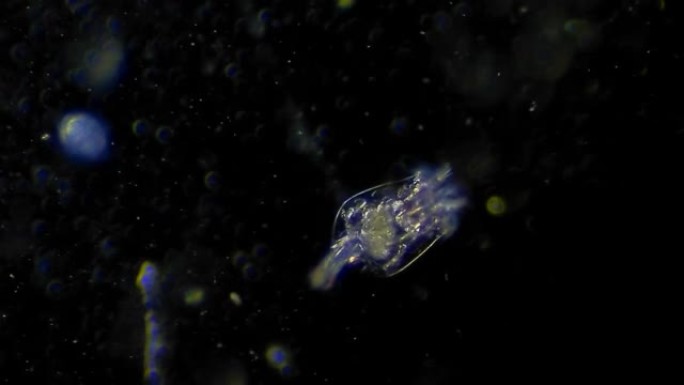微生物-轮虫浮游生物海洋微生物