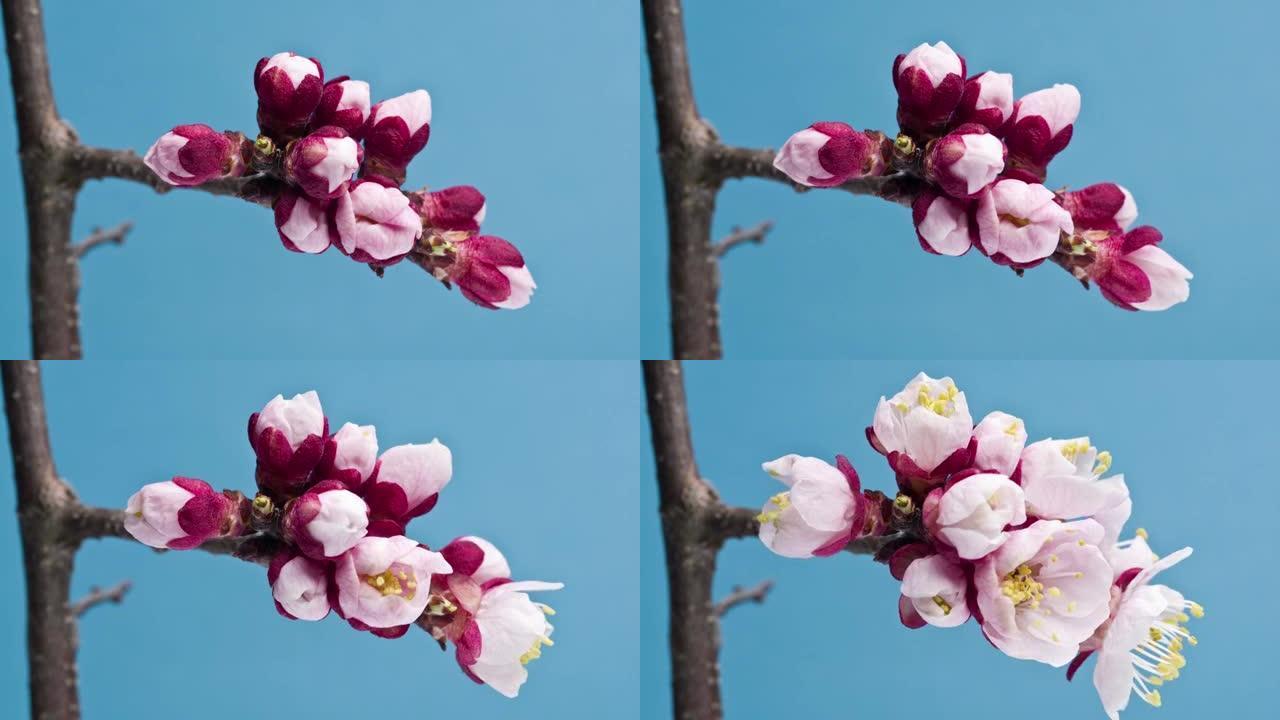 杏花在蓝色背景上开花。延时视频。