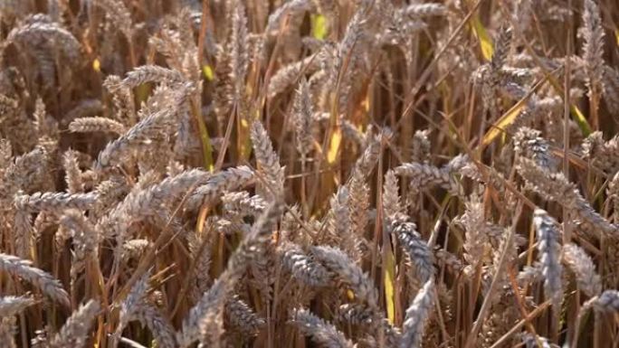 硬粒小麦的成熟谷物用于semola生产