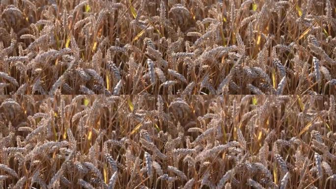 硬粒小麦的成熟谷物用于semola生产