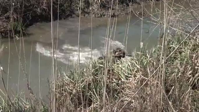 在茂密的植被中，小溪边的德国牧羊犬跳入溪流中，为主人扔进水中的树枝