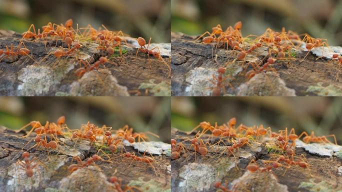 树皮上的红蚂蚁群