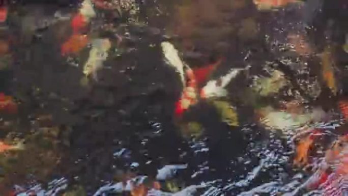 锦鲤鱼在水面上游泳