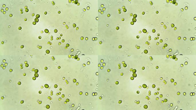 微生物-绿藻mg动画显微镜