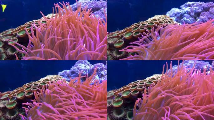 明亮的五彩珊瑚从海浪中摇曳。水下生命。