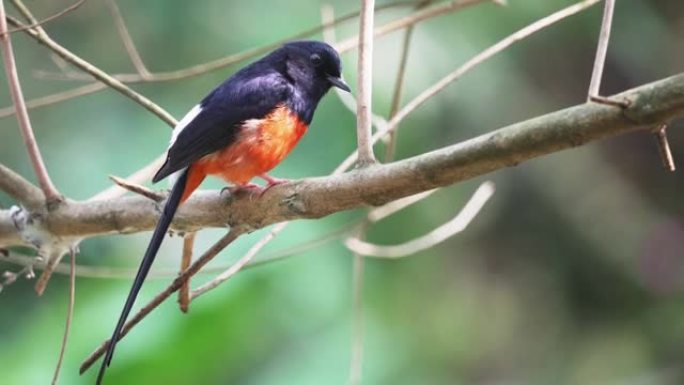 白腰沙玛 (Copsychus malabaricus) 的男性站在树枝上，露出胸部羽毛