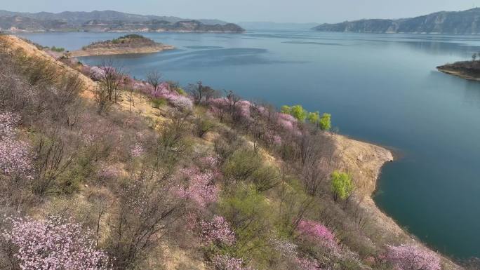 河南黄河小浪底水库桃花