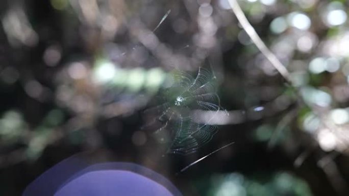 蜘蛛网摆动轻盈舞动网中世界