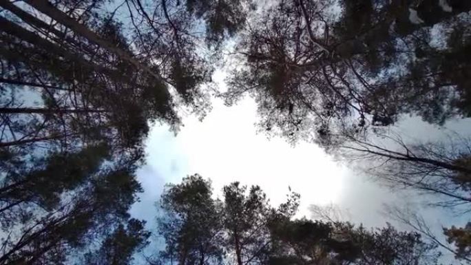松树在风中吹着蓝天背景，仰视。松树林仰望树冠