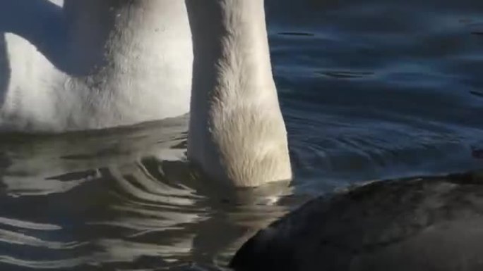 美丽的天鹅和美洲白骨鸡饮水和游泳在湖中