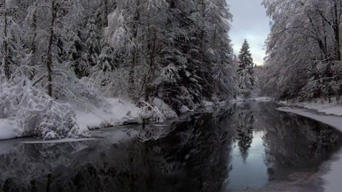 仙境。森林河岸上的积雪中的树木带有反射，保留了俄罗斯列宁格勒地区的Lindulovskaya Ros