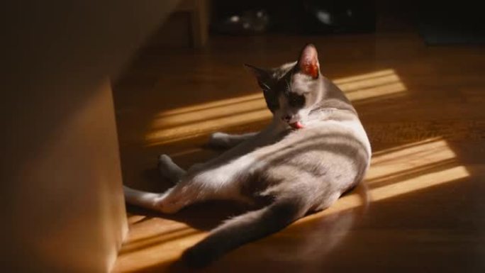 一只小猫在阳光中休息时甩动尾巴。