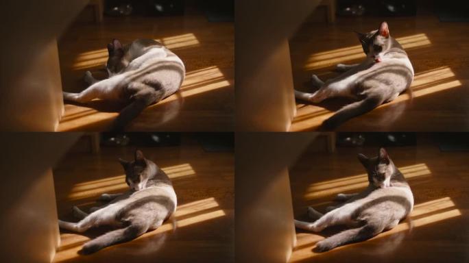一只小猫在阳光中休息时甩动尾巴。