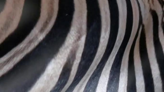 抽象斑马皮肤3D。