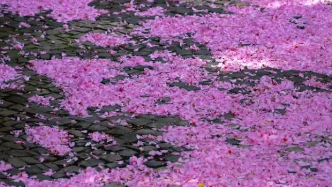 日本樱花樱花粉色花朵花瓣覆盖地面透视