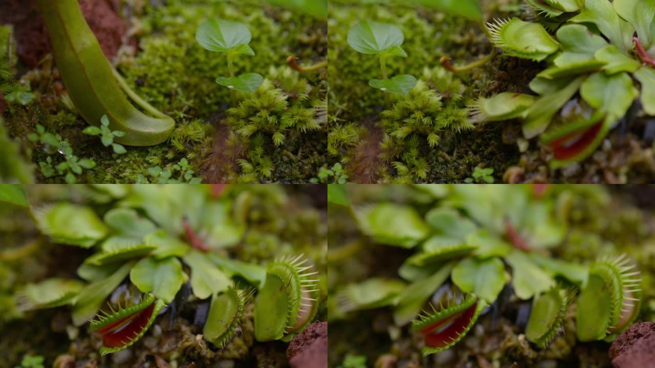 维纳斯捕蝇草植物的宏观镜头