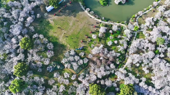 湖北武汉东湖樱园春季樱花航拍风光