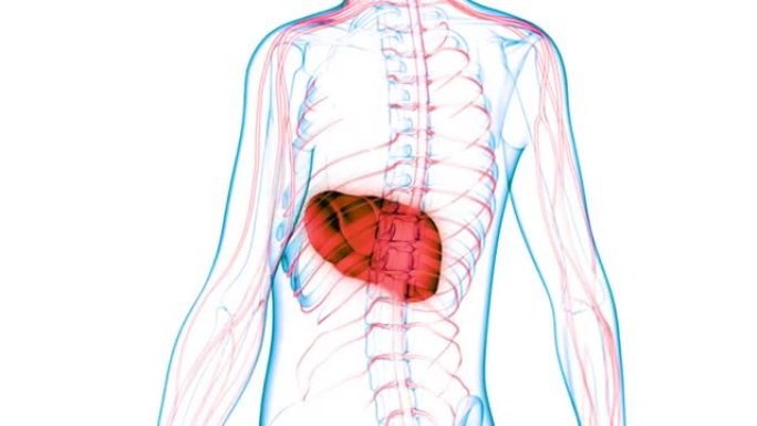人体内消化器官肝脏解剖动画概念