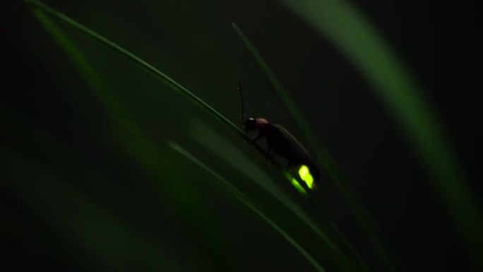 萤火虫。萤火虫粘在树叶上，拼命发光。