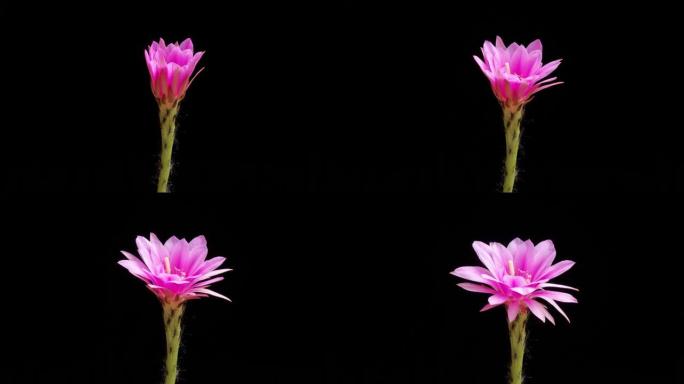 红色仙人掌花从芽到全花的延时镜头孤立在黑色背景上，4k侧视视频，特写镜头。