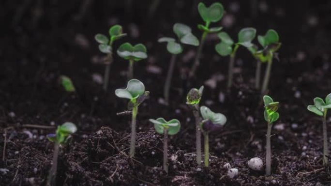 宏观，特写: 温室农业中生长的生态植物，发芽新生水芹沙拉植物。微绿芥菜种子的萌发。