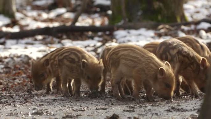 特写年轻的野猪Sus scrofa平静的小猪在深色木材中寻找营养。野生动物宁静的长毛动物场景。在杂食