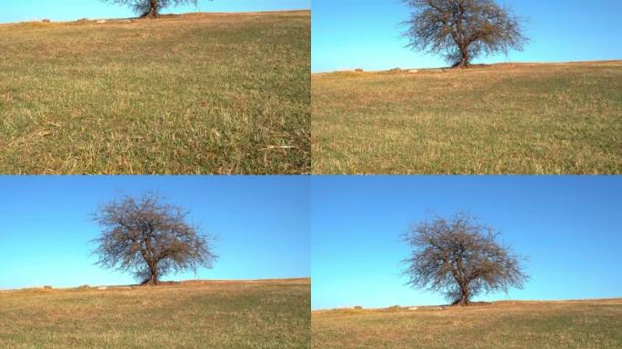 田野中间的孤独树。