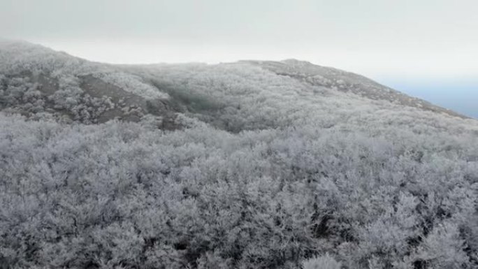 冬季森林在山上的山坡上霜冻，背景是被雾覆盖的大海。风景。鸟瞰图。