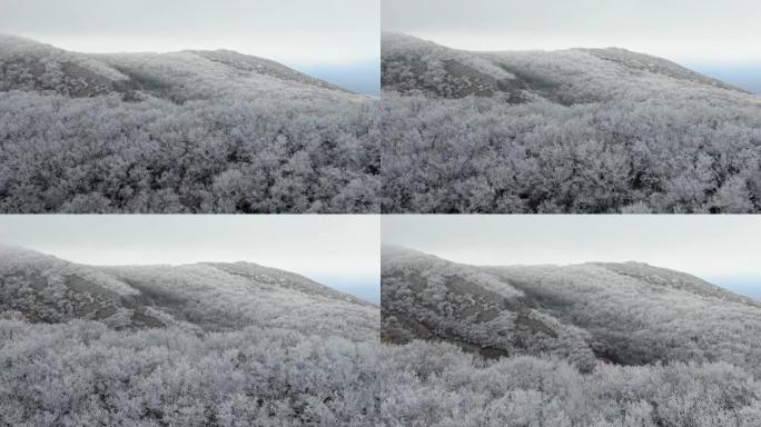 冬季森林在山上的山坡上霜冻，背景是被雾覆盖的大海。风景。鸟瞰图。