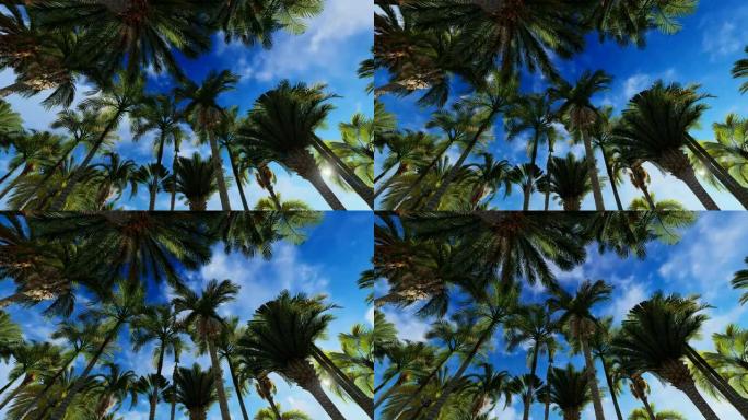 云朵在棕榈树顶上棕榈树热带树林海南风光