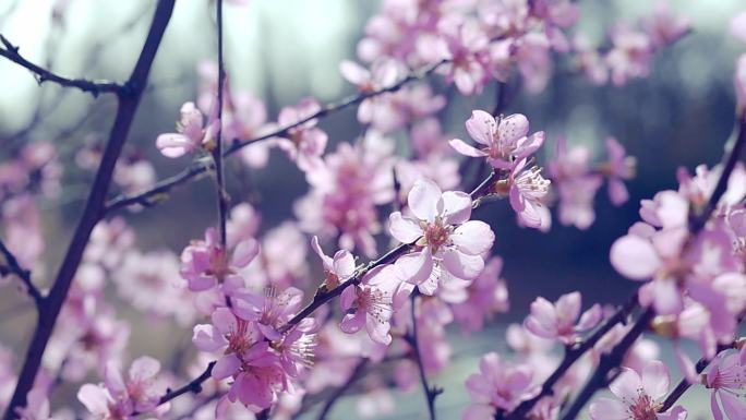 春天桃花开