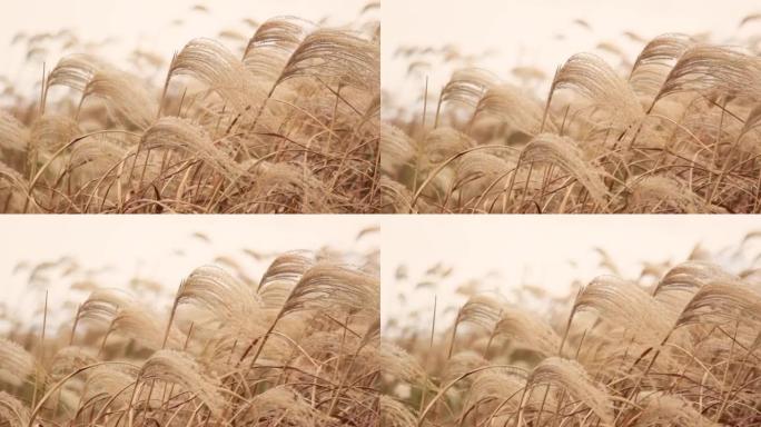 韩国济州岛，摇摇欲坠的野草从风中摇曳。