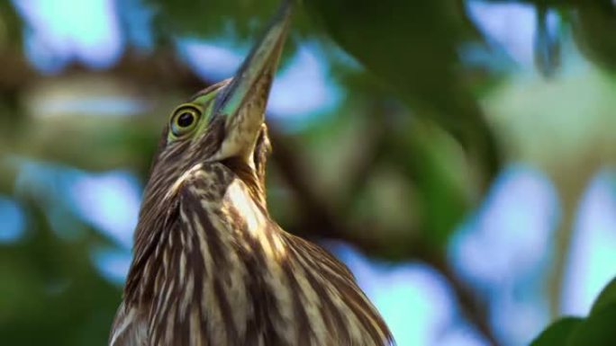 红鹭夜鹭 (Nycticorax caledonicus) 或少年Nankeen夜鹭的特写