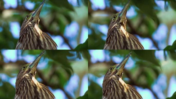 红鹭夜鹭 (Nycticorax caledonicus) 或少年Nankeen夜鹭的特写