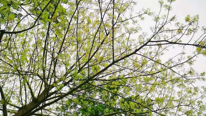 春树仰观嫩叶满