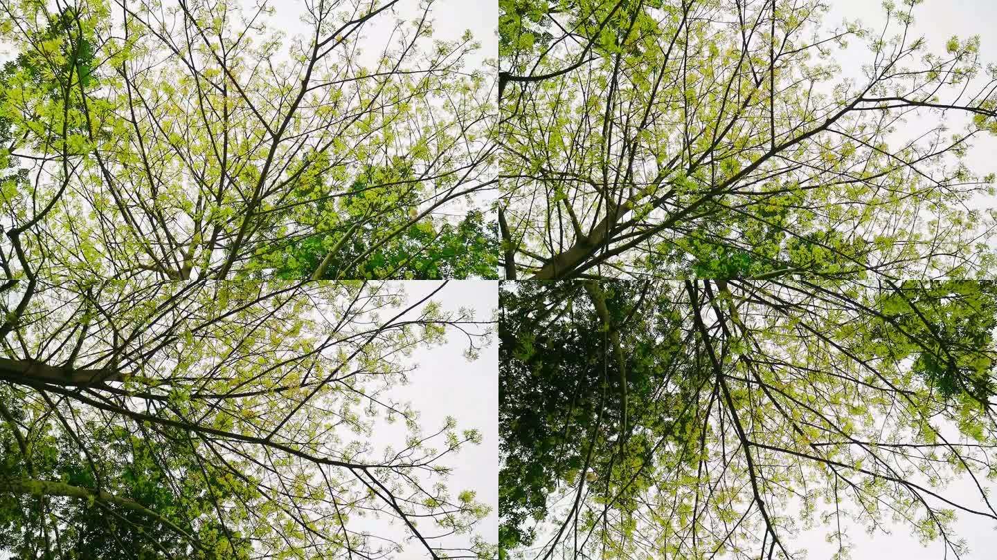 春树仰观嫩叶满