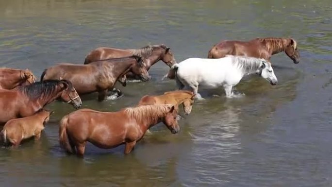 棕色的马在河水中骑行