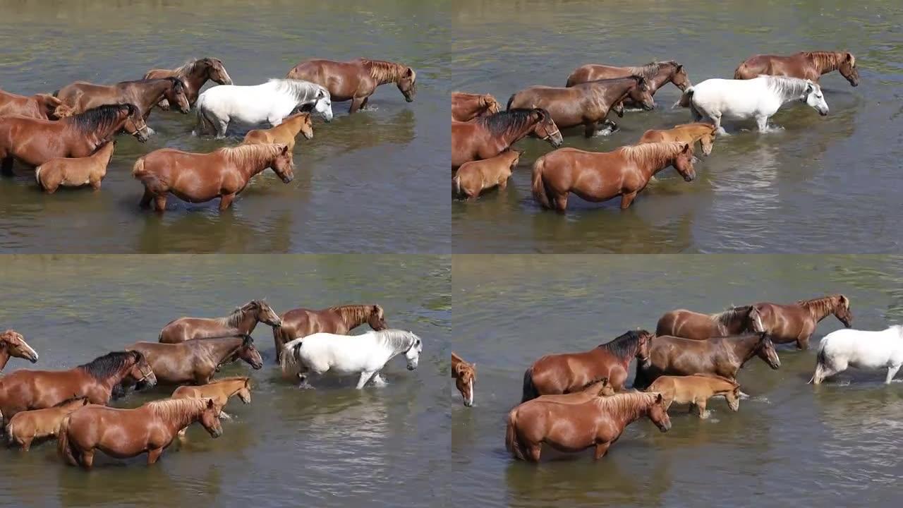 棕色的马在河水中骑行