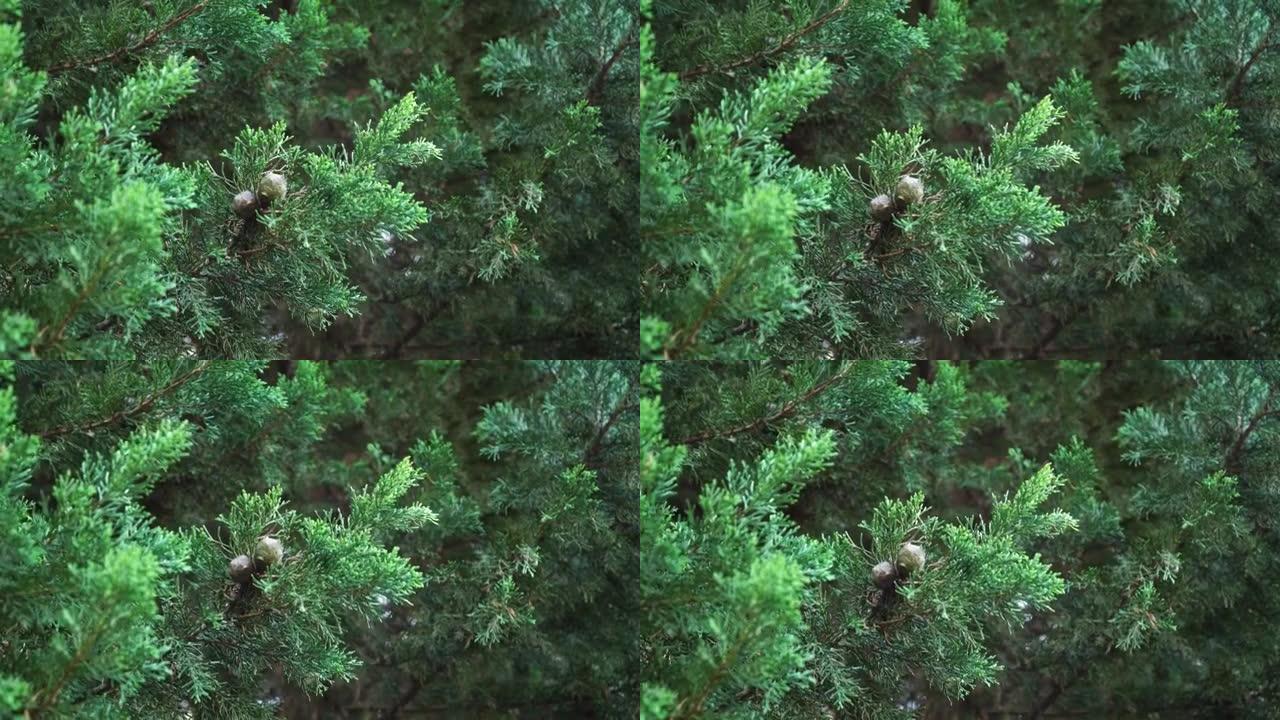 绿色树枝上的一堆柏树锥体