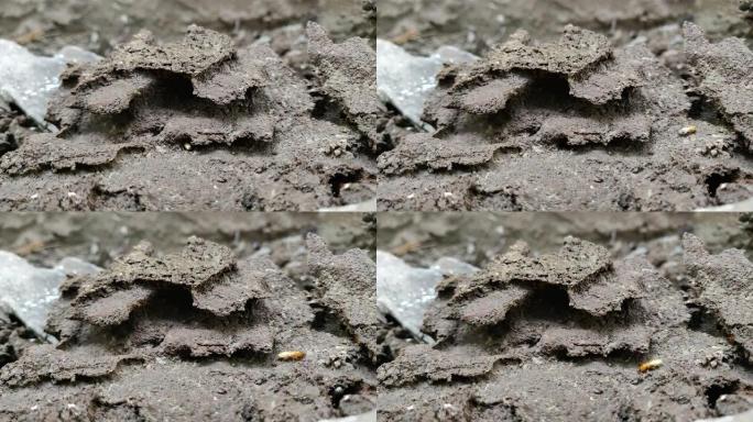 白蚁是一类社会性昆虫，被归类为等翅纲的分类学等级，寻找食物并沿着那里的道路前进