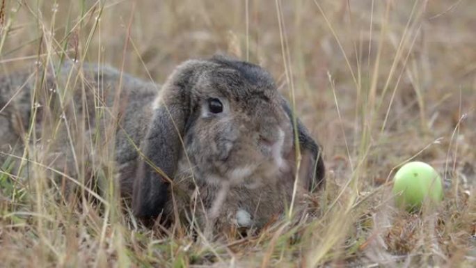 早上在草地上放复活节彩蛋的可爱的兔子