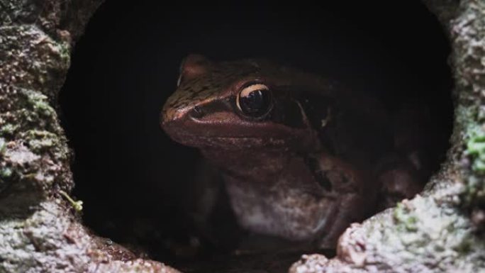 矮树蛙在洞穴中休息